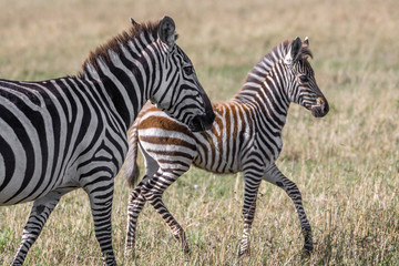 Fototapeta na wymiar Beautiful plains zebra mom with baby and golden natural light in Serengeti/Tanzania/Kenya/Africa. Wildlife, animal, safari concept.