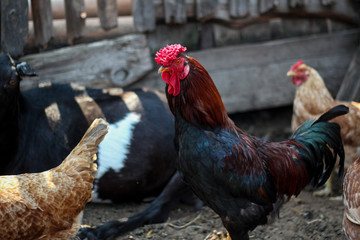 A rooster walks around the farmyard with an important look against the background of a wooden fence and next to it lies a black goat and chickens are walking.