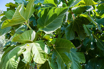 Green figs fruits riping on fig tree close up