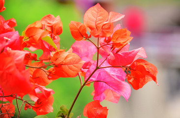 Obraz premium Bougainvillea flowers - Red Bougainvillea flowers bloom against a blur background