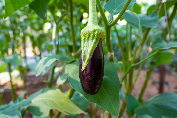 Fresh dark purple organic eggplant with flower on green leaf and tree in a Farm, vegetable, Natural, fresh, Close up.
