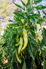 Red chili and green chili peppers on the tree in garden. Turkey natural chilli tree in organic farm.