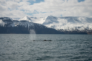 Fototapeta na wymiar Humpback whale just outside the town of Husavik in Iceland. Snowy mountain scenery in the background.