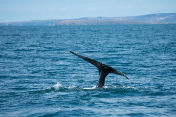 Fototapeta premium Humpback whale just outside the town of Husavik in Iceland.