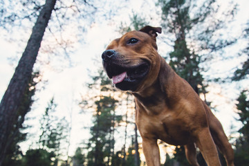 Staffordshire bullterrier portrait in forest during sunset. Nature, landscape, forest, pet, dog, terrier, staff, portrait, animal concept.