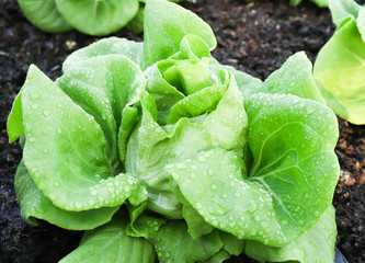 Organic Green Butter head  Lettuces ,Salad Vegetable freshness  Planted on the soil growing in greenhouse (close up soft focus )