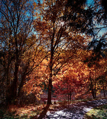 Fototapeta premium a beautiful place - seat under an autumnal birch in the sunlight 