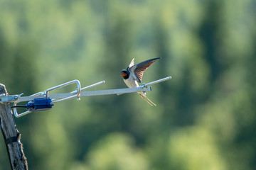 Hirundo rustica sitting on a tv antenna with green blurry background. Bird, birding, birds, swallow, nature, technology concept.