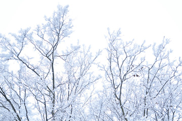 Landscapes of the winter forest with falling snow - wonderland park with snowfall. Snowy winter landscape scene - Image