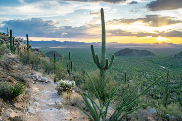 Massive Saguaro Cactus next to Hiking Trail in Saguaro National Park (Sunset / Dusk) - Sonoran...