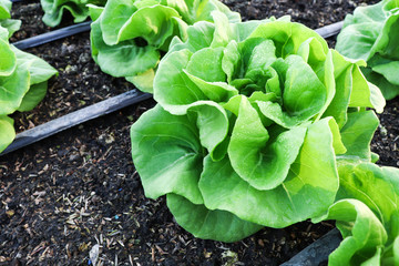 Organic Green Butter head  Lettuces ,Salad Vegetable freshness  Planted on the soil growing in greenhouse (close up soft focus )