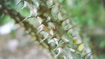 Crown of thorns's body with blur background for background