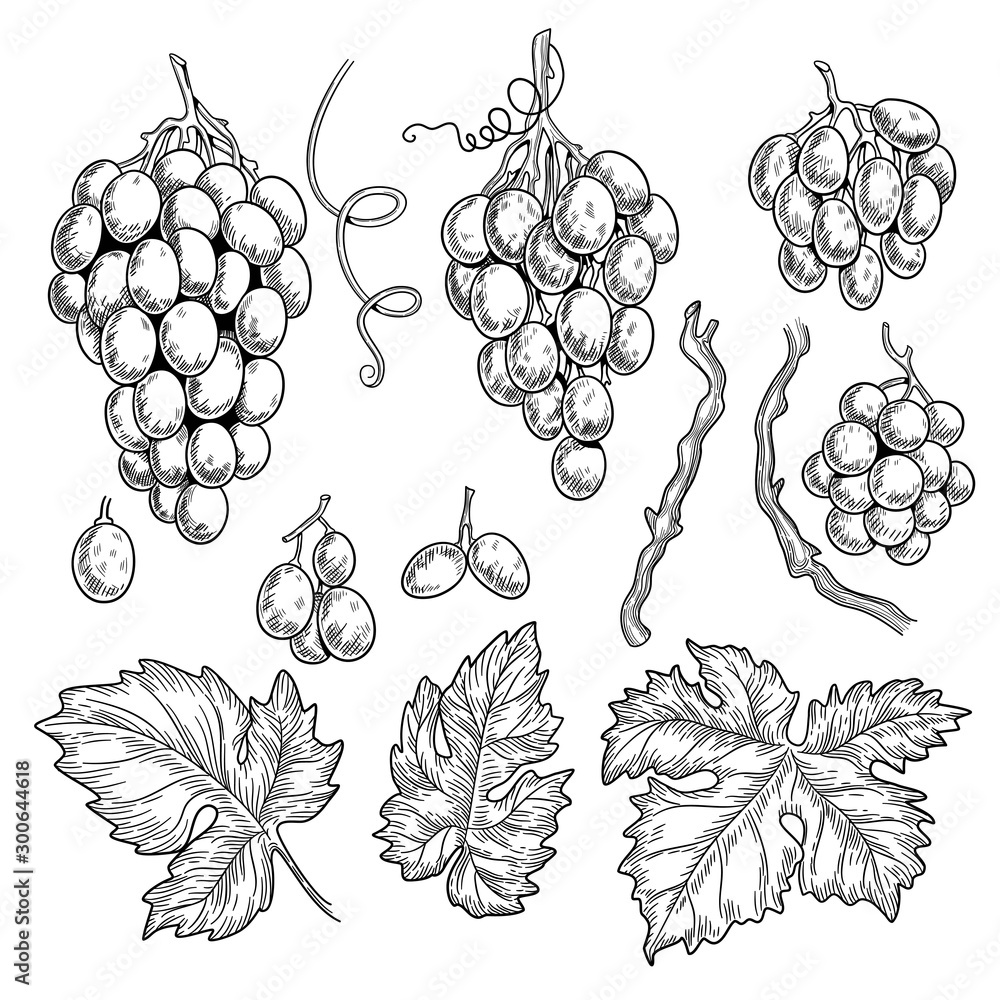Wall mural grape doodle. wine symbols for restaurant menu graphics engraving grape leaves vector hand drawn col