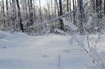 Winter landscape in a snowy forest. Snow and hoarfrost on tree branches and bushes.