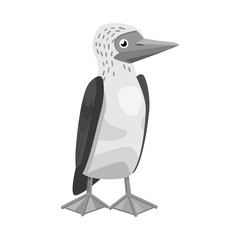 Vector illustration of bird and booby logo. Collection of bird and blue stock vector illustration.