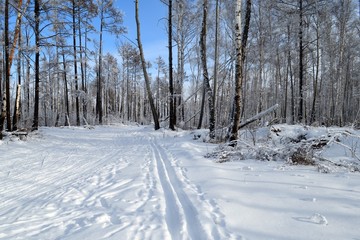 Winter landscape in a snowy forest. Snow and hoarfrost on tree branches and bushes.