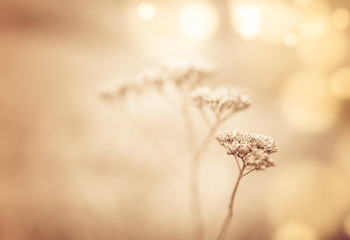 Floral background with dry flower stems and bokeh circles