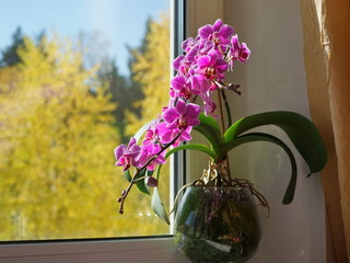 blooming pink orchid on the windowsill and yellow forest in autumn on the background	
