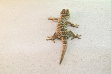 gecko on the cement wall in the house