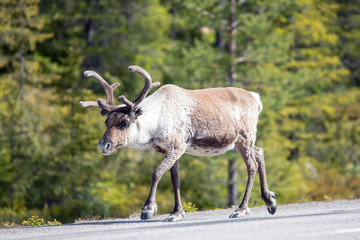 Reindeer on the side of the main road in Northern Sweden, Arvidsjaur/Jokkmokk. Animal, wildlife and travel concept.