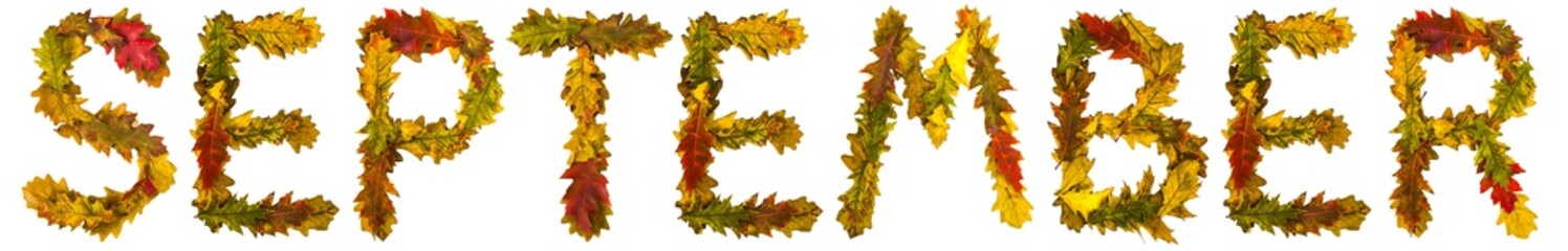September. Text made by autumn leaves. English alphabet. Oak foxes. Font for design. Natural colors. Natural nature shot. Autumn design. True natural beauty.