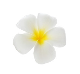Naklejka na ściany i meble Frangipani flower isolated on white background