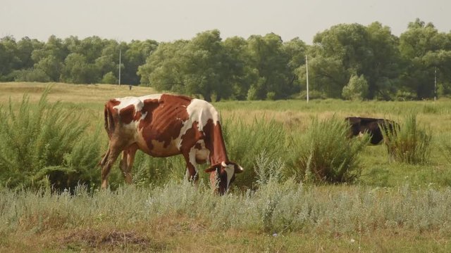 A thin dirty cow chews grass in a meadow.