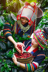 Two beautiful women wearing traditional clothes are harvesting coffee beans.Tribal woman with...