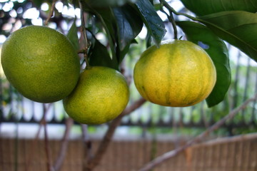 日本の緑の蜜柑