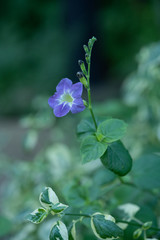 青紫のアシスタシア・ガンゲティカ