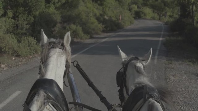 harnessed horses ride along a forest road, s-log ungraded