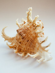 Branched Murex, sea shell, inhabitant of reefs of tropical waters of the Indian and Pacific oceans.