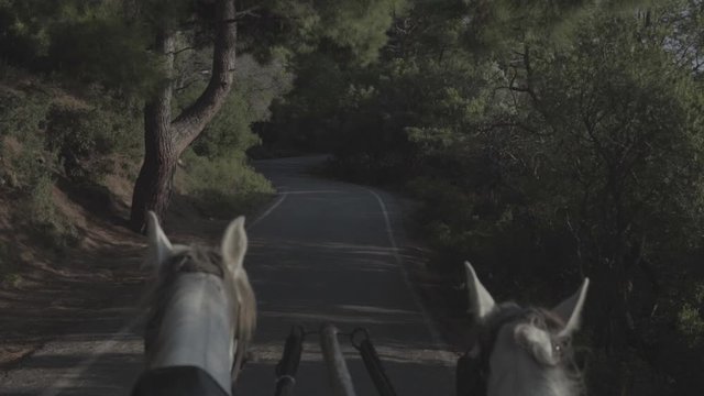 harnessed horses ride along a forest road, s-log ungraded