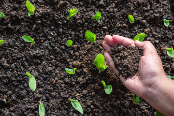 Children's hands are pouring loam into the growing seedlings of the corn.