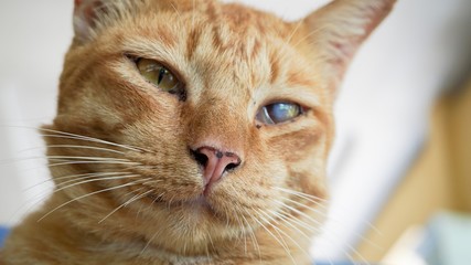 a one eyes blind orange cat