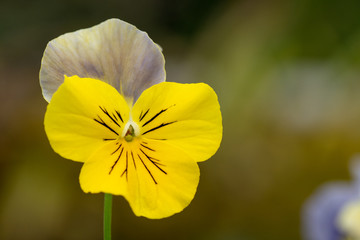 優しい色のパンジー