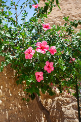 pink hibiscus flower growing next to the wall