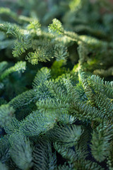 Textured background from fresh green pine fir branches, Christmas decorations background. Selective focus, sun light