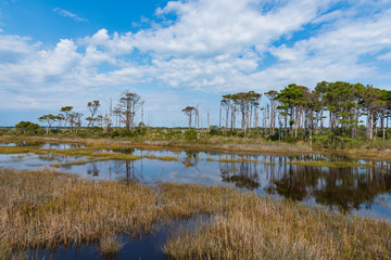 Landscape with lake and trees on Assateague Island, Maryland