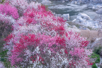peach blossoms of flowering peach's tree garden