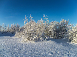 Snow-dwarfed trees in northern Russia on a frosty day.