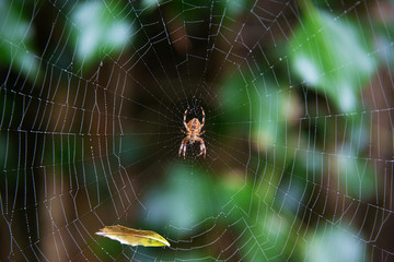 Brown spider hanging on a spiderweb