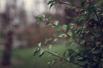 Autumn leabes on branch with drops