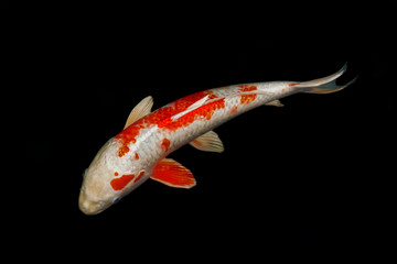Red and white colored Koi fish carp isolated on black