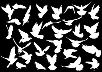 thirty dove silhouettes isolated on black