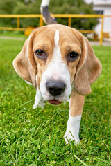 Beagle looks and moves to her close-up