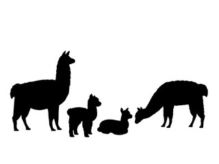 Alpaca Lama family. Silhouettes of animals - obrazy, fototapety, plakaty