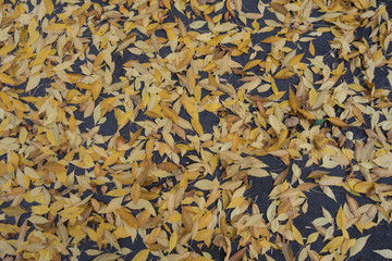 Yellow fallen leaves of red ash tree on asphalt from above