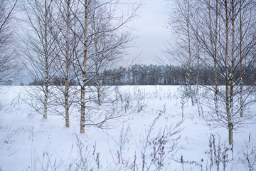 Winter scene 25