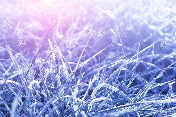 Blue tinted winter background, morning frost on the grass, sunlight with copy space